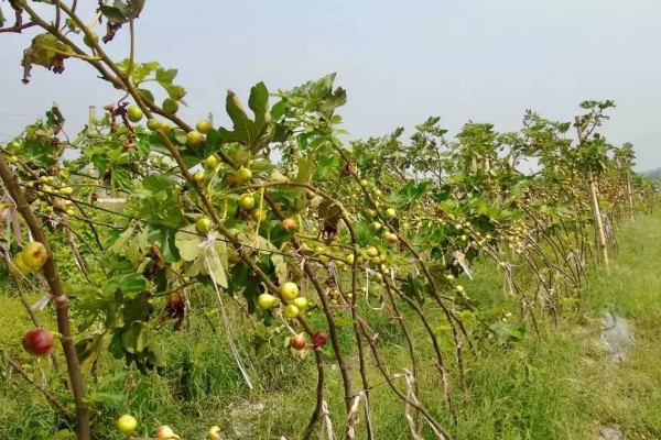 無花果風水 無花果風水寓意