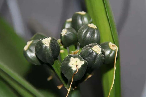 植物過冬的方式 冬季植物如何過冬