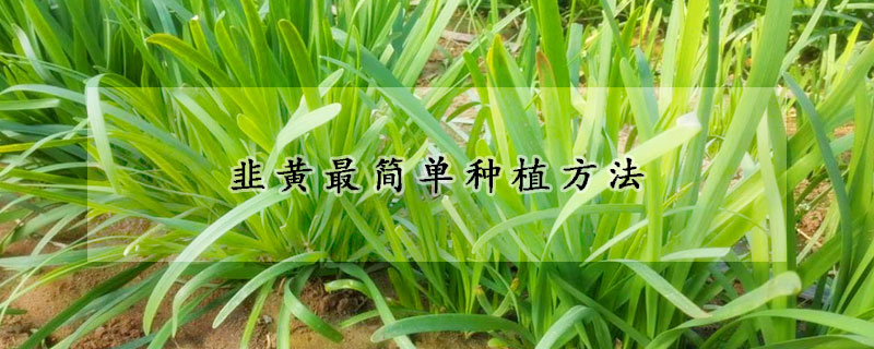 韭黃最簡單種植方法