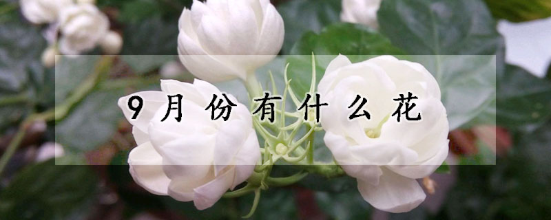 9月份有什麼花