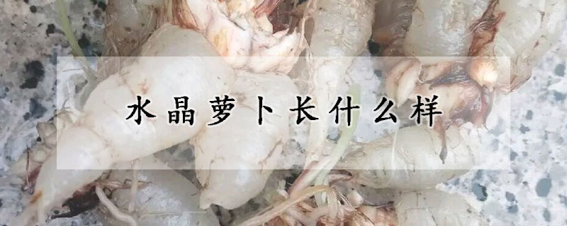 水晶蘿卜長什麼樣