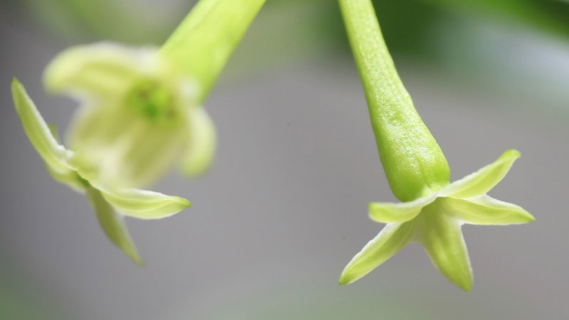 夜來香什麼季節開花