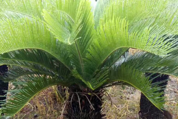 鐵樹是什麼植物