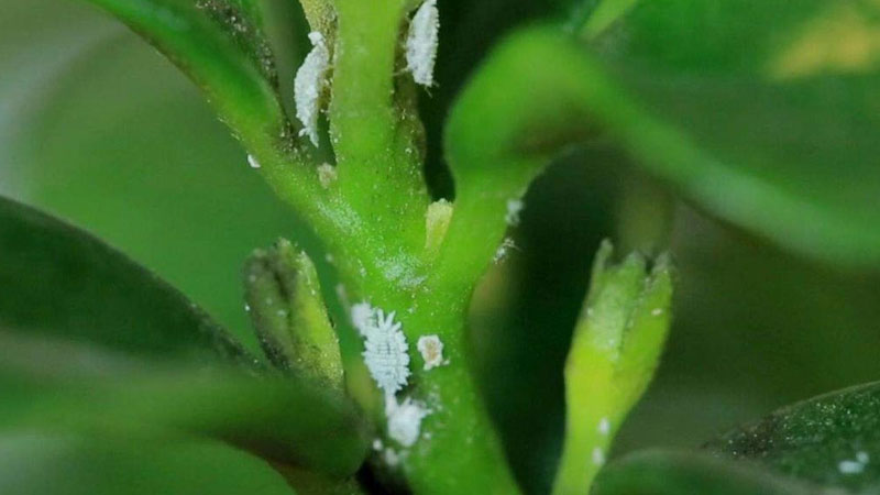 長壽花葉子裏麵有蟲怎麼辦