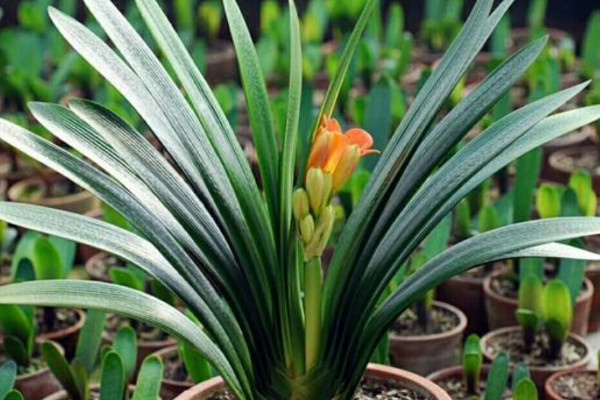 客廳養什麼植物最好 適合客廳的植物