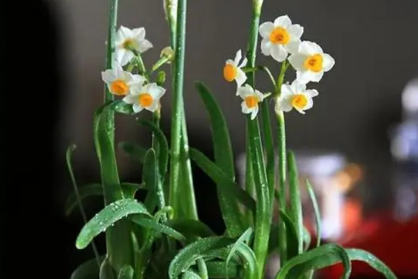 家裏適合養什麼植物風水學 室內適合養什麼植物