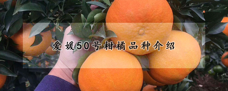 愛媛50號柑橘品種介紹