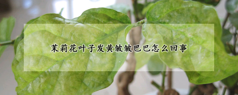 茉莉花葉子發黃皺皺巴巴怎麼回事