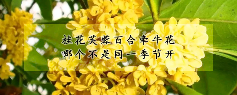 桂花芙蓉百合牽牛花哪個不是同一季節開