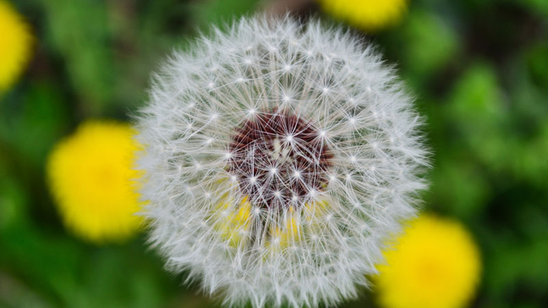 蒲公英什麼時候開花