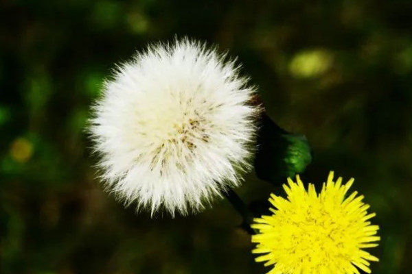 蒲公英什麼時候開花