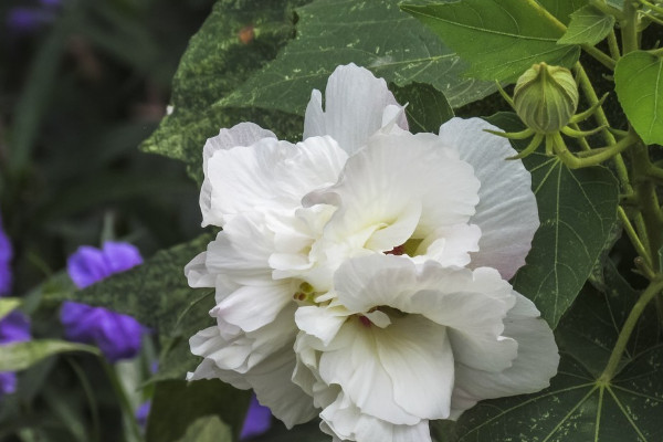 花園裏有什麼花