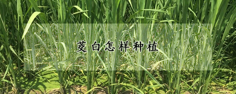 茭白怎樣種植