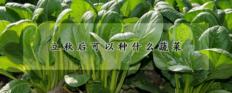 立秋後可以種什麼蔬菜