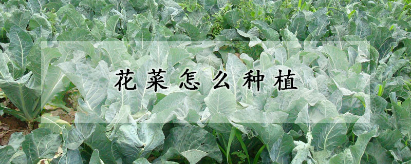 花菜怎麼種植