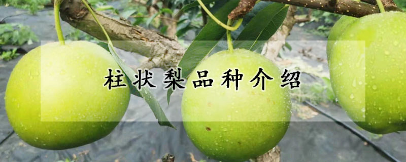 柱狀梨品種介紹