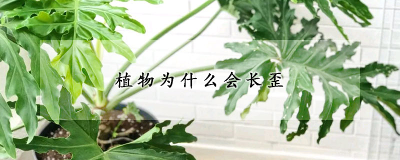 植物為什麼會長歪