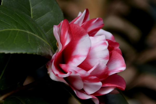 茶花有什麼風水說法 茶花有什麼寓意