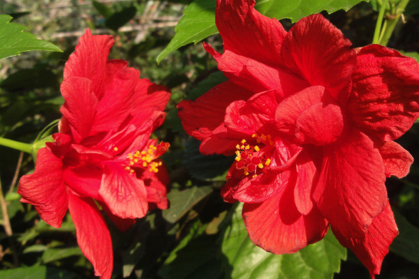 風水學裏家庭養扶桑花 養扶桑花有什麼講究嗎