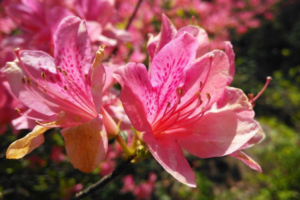 杜鵑花為什麼是禁忌 養杜鵑花有什麼講究嗎