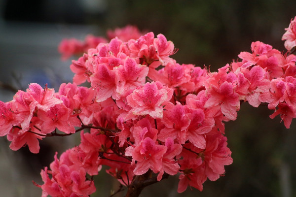 杜鵑花為什麼是禁忌 養杜鵑花有什麼講究嗎