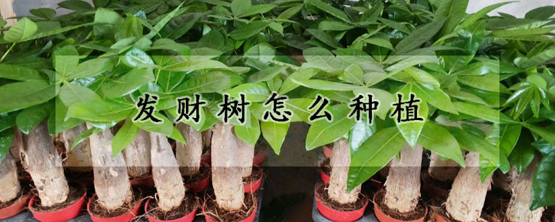 發財樹怎麼種植