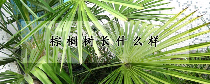 棕櫚樹長什麼樣