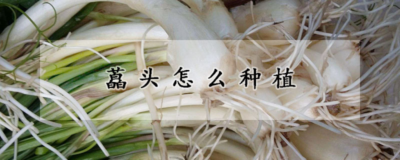 藠頭怎麼種植