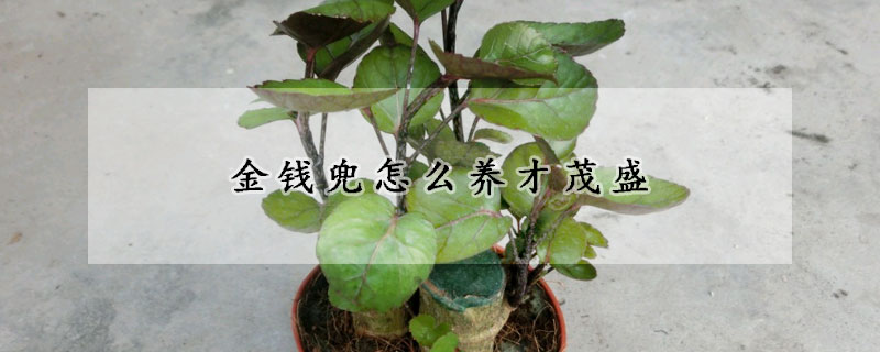 金錢兜怎麼養才茂盛