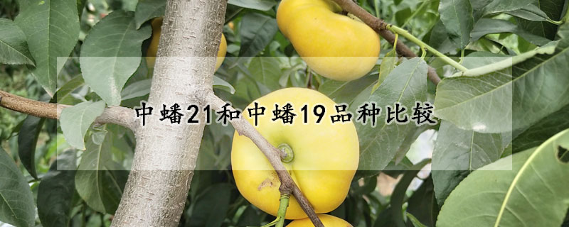 中蟠21和中蟠19品種比較