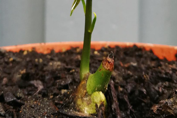 芒果種子怎麼發芽