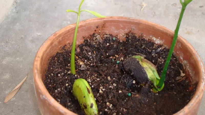 芒果種子怎麼發芽