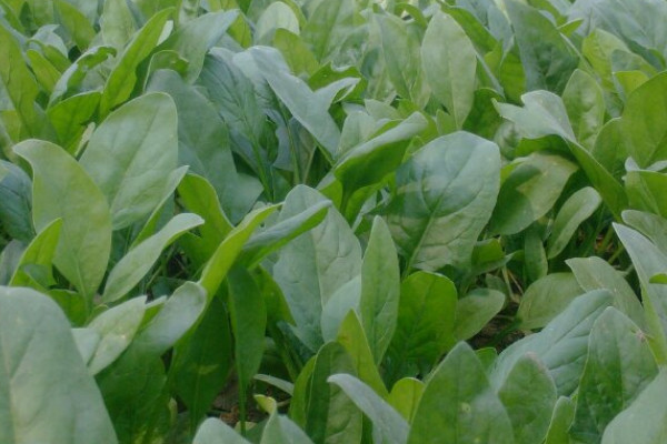 菠菜種子怎麼播種