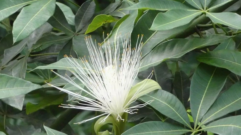 發財樹會開花嗎?