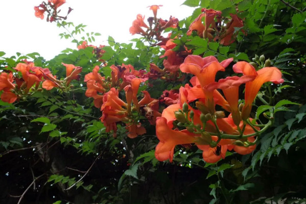 淩霄花種在院子裏風水 淩霄花地栽要注意什麼