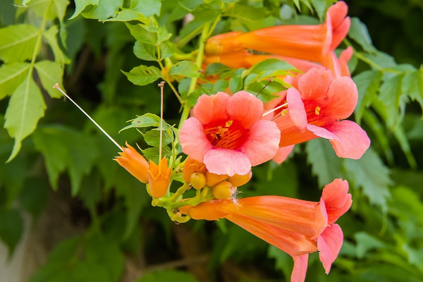 淩霄花種在院子裏風水 淩霄花地栽要注意什麼