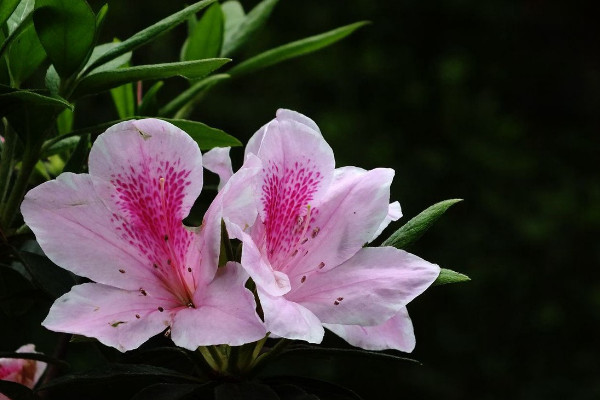 杜鵑花在風水上的意義 杜鵑花象征什麼