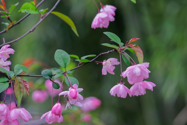 為什麼說海棠花不吉利 海棠花象征著什麼意義