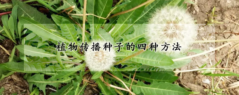 植物傳播種子的四種方法