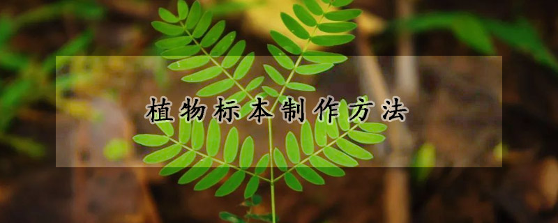 植物標本製作方法