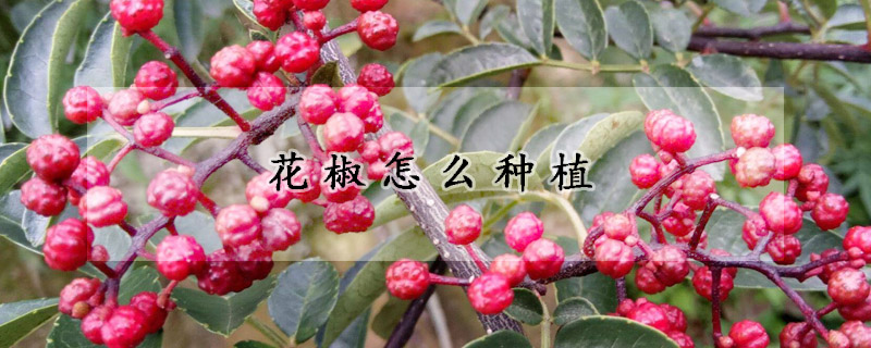 花椒怎麼種植