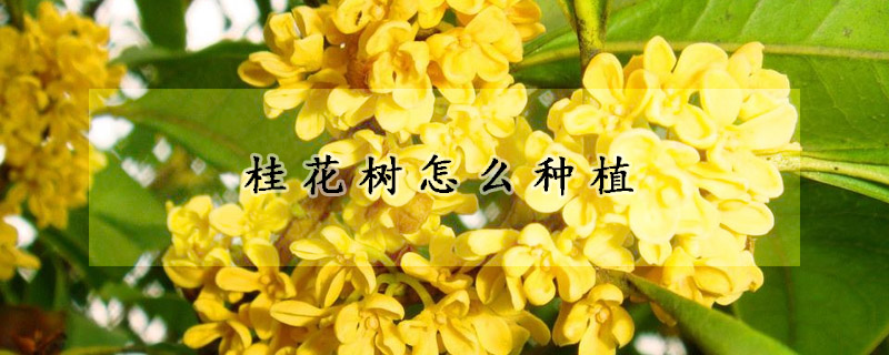 桂花樹怎麼種植