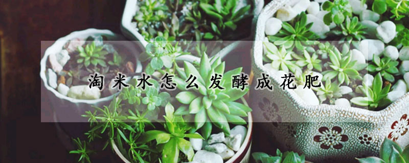 淘米水怎麼發酵成花肥