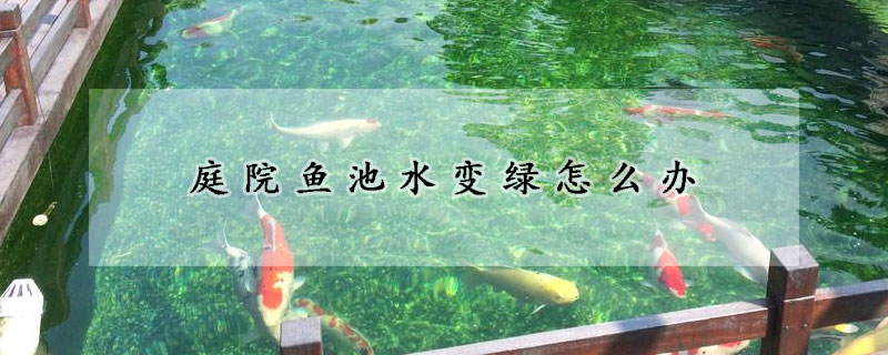 庭院魚池水變綠怎麼辦