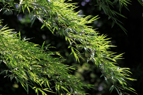 四君子是哪四種植物