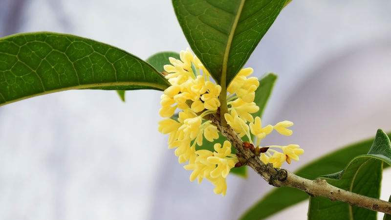 桂花樹的繁殖方法