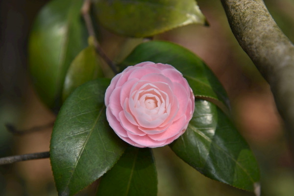 家裏種茶花吉利嗎 家裏種茶花有什麼講究