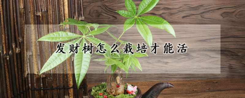 發財樹怎麼栽培才能活