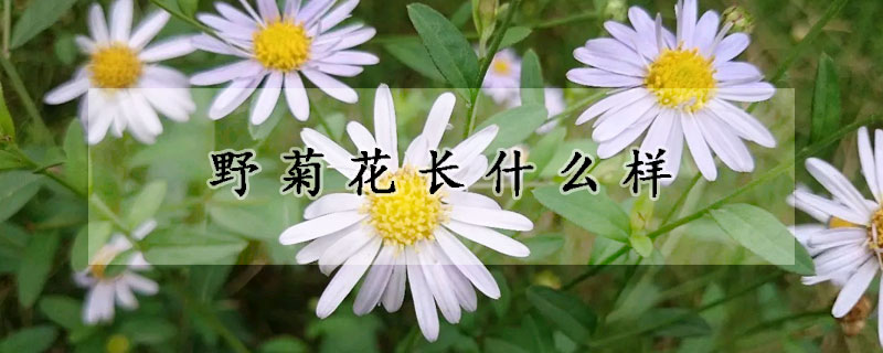 野菊花長什麼樣