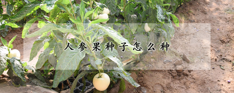 人參果種子怎麼種